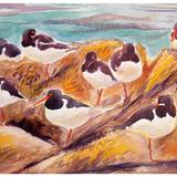 Oystercatchers, Clonque Bay, Alderney