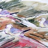 Resting Gulls