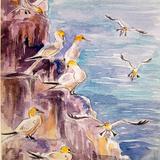 Gannets, The Garden Rocks