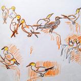Gannet Studies