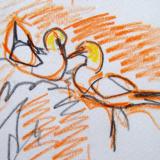 Gannet detail from sketch