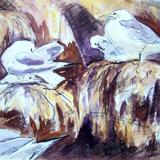 Kittiwakes at Dunbar 2