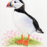 Puffin