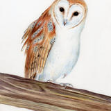 Barn Owl
