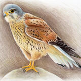Kestrel