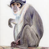 Mangabey Monkey