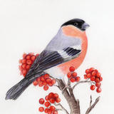Bullfinch