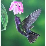 Purple Throated Hummingbird