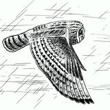 Short-eared owl