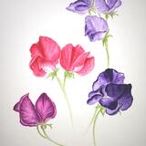 Sweet Pea Sketch