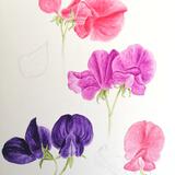 Sweet Peas #3