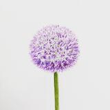 Allium Sketch