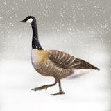 Canada Goose