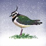 Lapwing in Snow