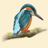 Kingfisher