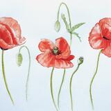 Poppies