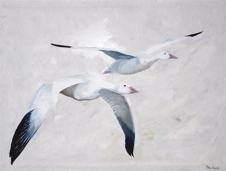 Snow Geese