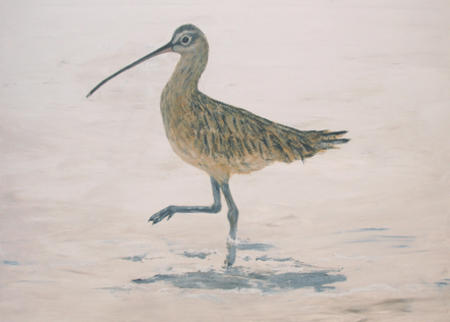 Curlew