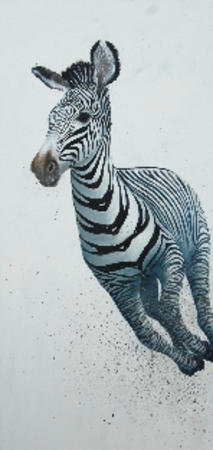 Grevy's Zebra