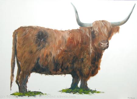 Highland Cow