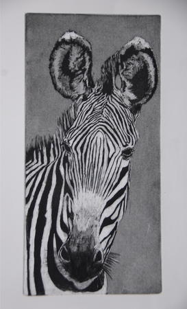Grevy Zebra