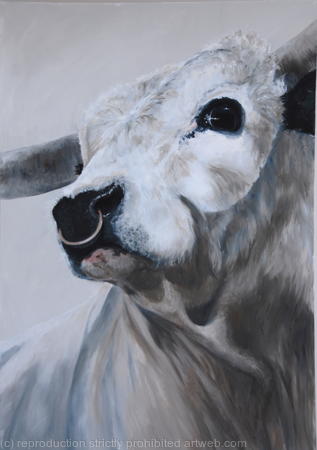 White Park Bull - for sale