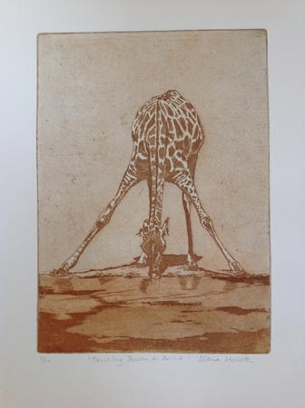 Bending down to drink