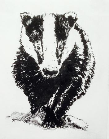 Badger