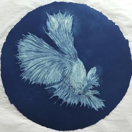 Japanese Fighting Fish