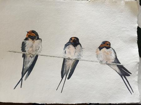 Swallows watercolour