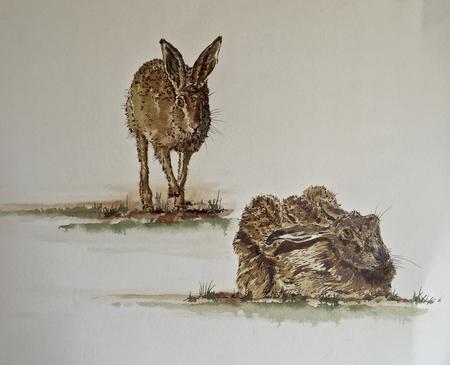A Couple of Hares pen & ink