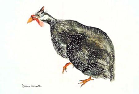 Guinea Fowl