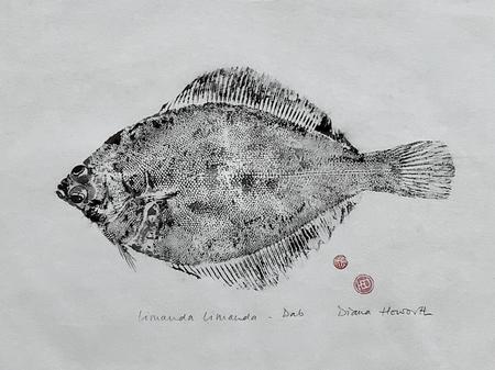 Dab - limanda limanda