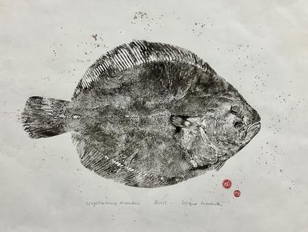 Brill - scopthalmus rhombus