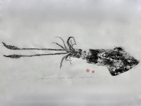 Atlantic squid - loligo pealei