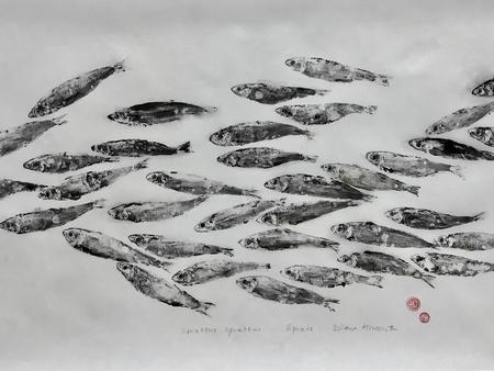 Sprats - sprattus sprattus