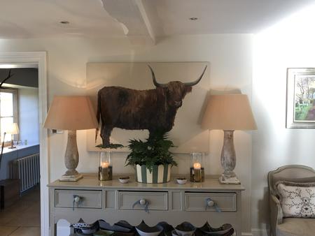 Highland Cow in the Cotswolds