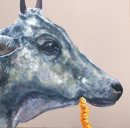 Indian Cow