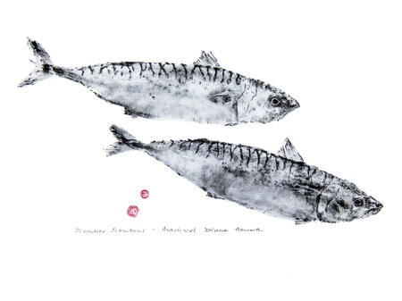 Mackerel