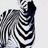 Running Zebra