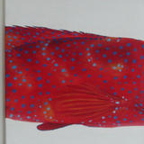 Coral Grouper