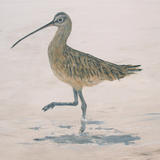 Curlew