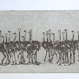 Ostriches Running