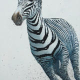Grevy's Zebra