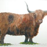 Highland Cow