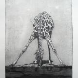 Giraffe Drinking