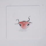Ladybird