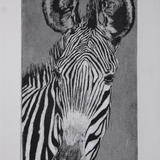 Grevy Zebra