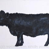 Black Dexter - For Sale 