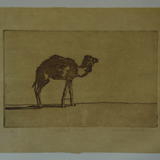 Hobbled Camel 